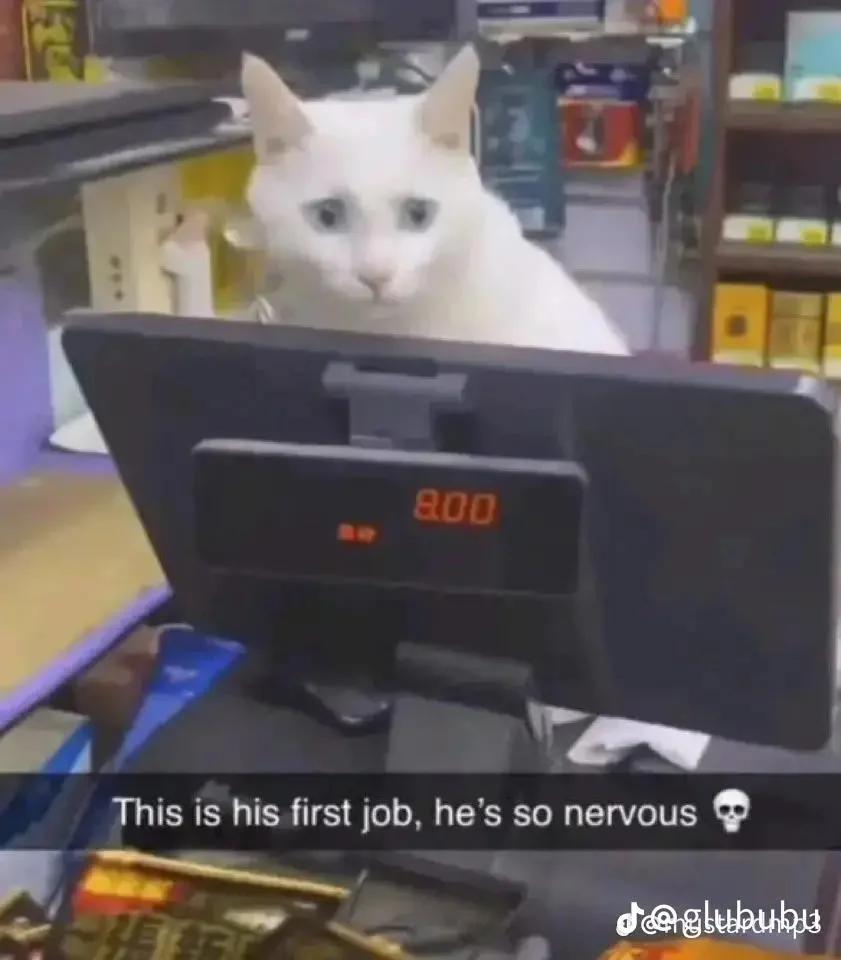 cat working at convenience store